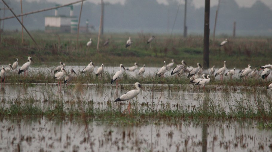 Chatmohar turns into a haven for storks 