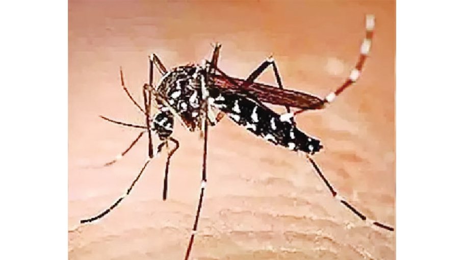 Dengue cases likely to  increase in July