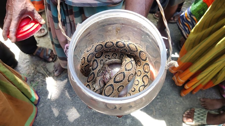 Farmer nets Russell’s Viper in Patuakhali