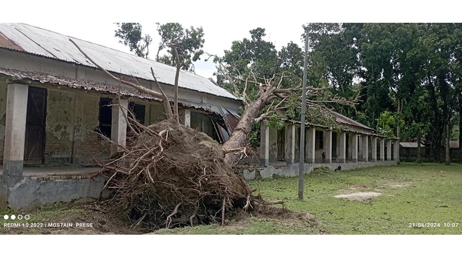 Teachers, students in trouble with uprooted tree in Dewanganj