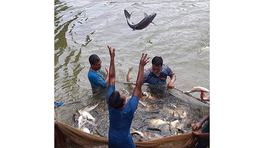 50 more fish sanctuaries set  up in Rajshahi division