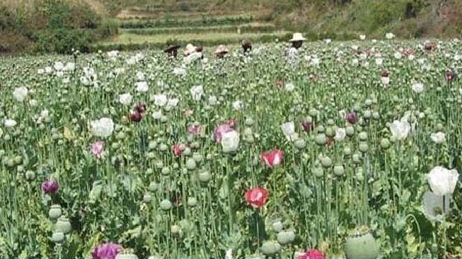Myanmar ‘facing challenges’ curbing opium boom
