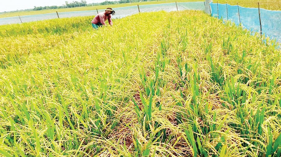  ‘Panchabrihi’ prospects bright