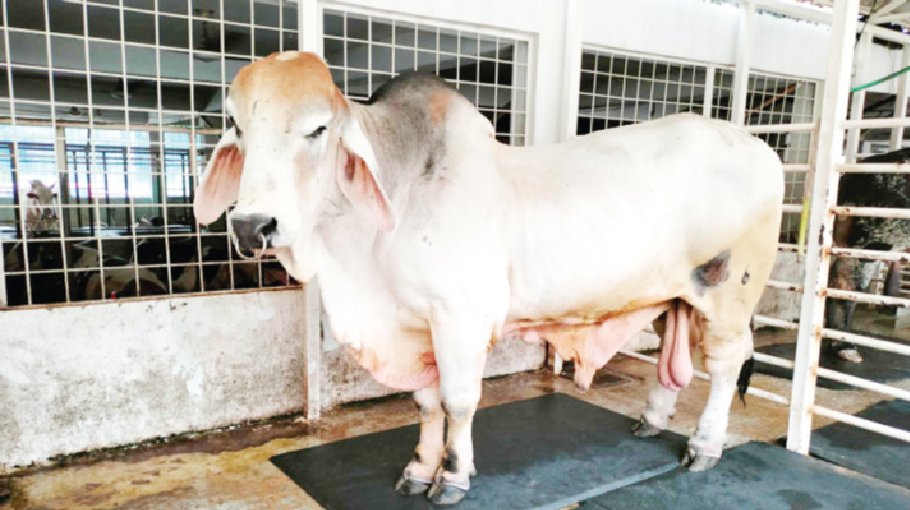 ACC seizes Brahman cows  from Sadeeq Agro