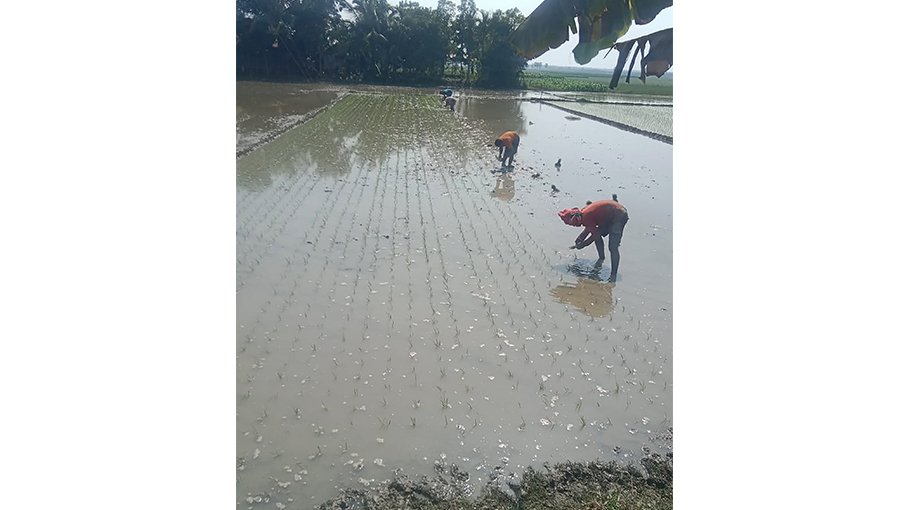 Rain brings relief to Jhenaidah farmers