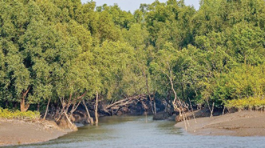 Mangrove reforestation plan along 52 Sundarbans rivers, canals