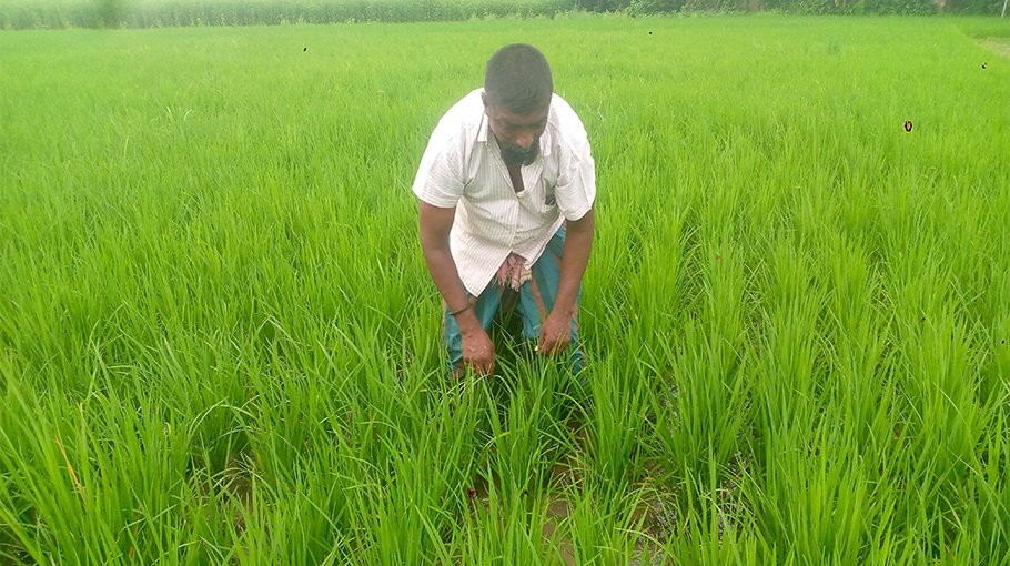 Rain saves irrigation cost for farmers in Jhenaidah