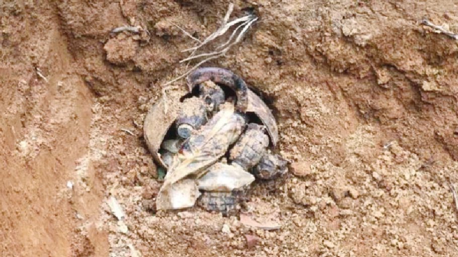 Grenades found while digging for construction work  in Gazipur