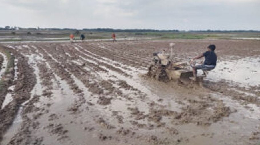 T-Aman to be cultivated on 53,950 hectares in Chapainawabganj