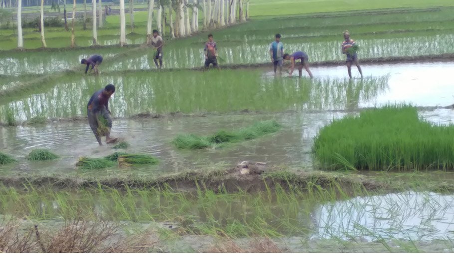 Target of planting Aman seedling achieved in Panchagarh