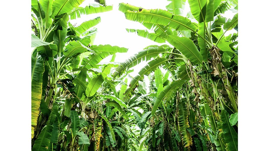 Prospects for banana tree yarn products look bright