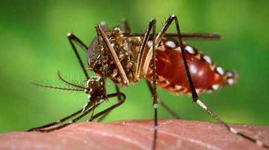 One dies of dengue; 148 hospitalised  in 24hrs