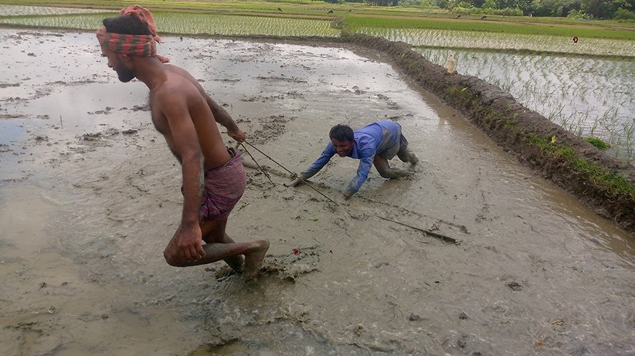 3.73 lakh tonnes of T-Aman rice expected in Jhenaidah