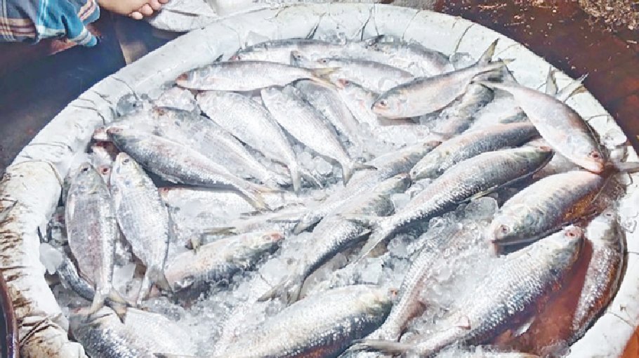 Fish exports fetch over Tk 4,500cr 