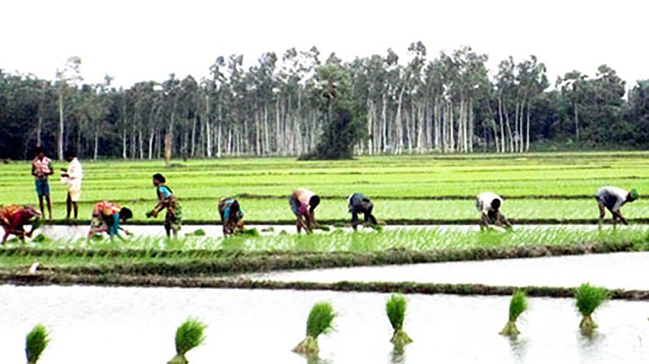 Farmers busy Aman seedling transplantation in Rajshahi