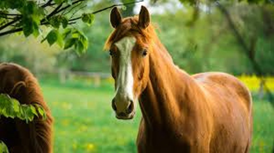 Horses can plan, strategise