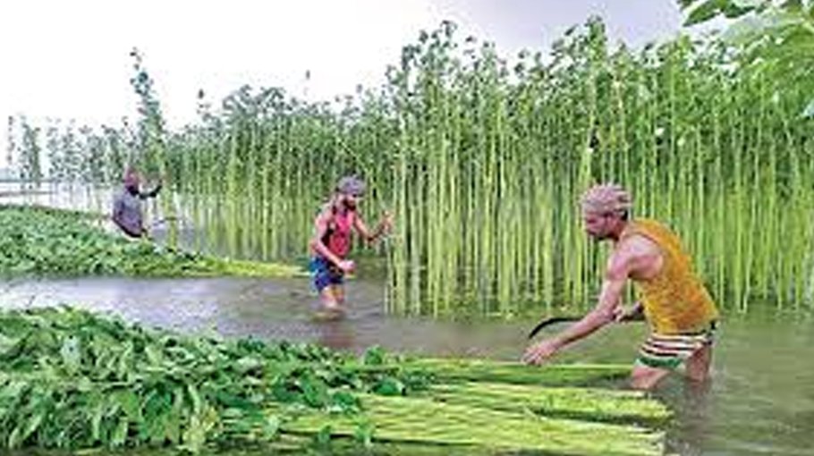 Jute harvesting progressing in Jamalpur
