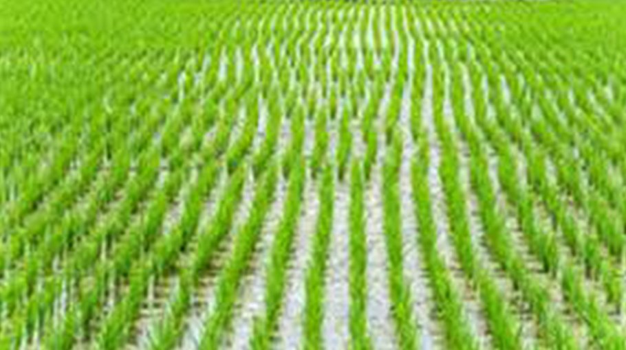 Extensive plan undertaken to cultivate T-Aman in Gaibandha