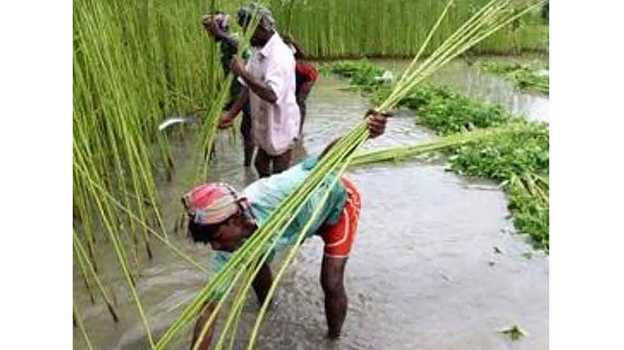 Jute harvesting progressing in Khulna