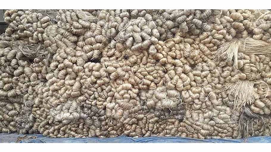 Fair price makes jute growers happy in Panchagarh