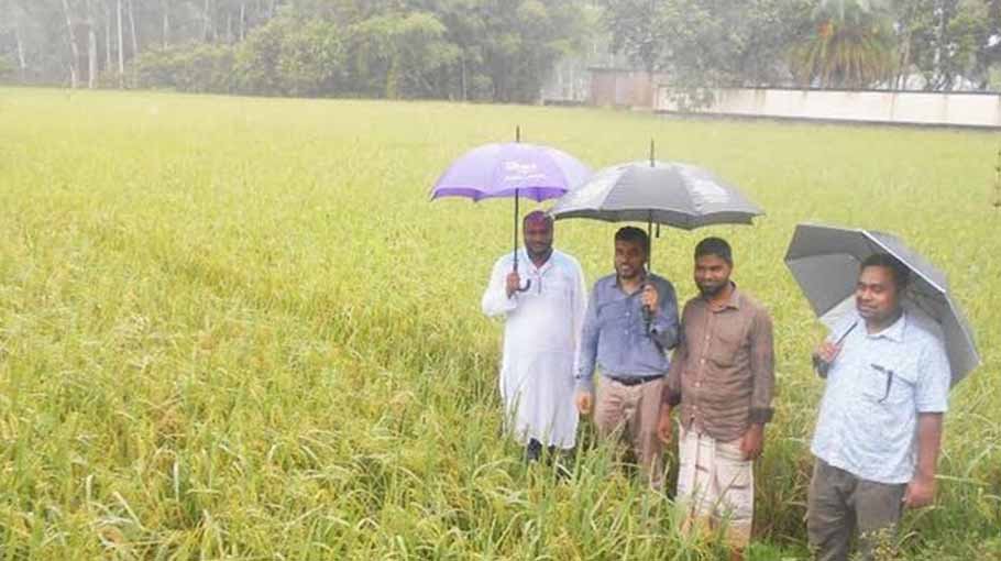Aus paddy harvesting nears completion in Panchagarh