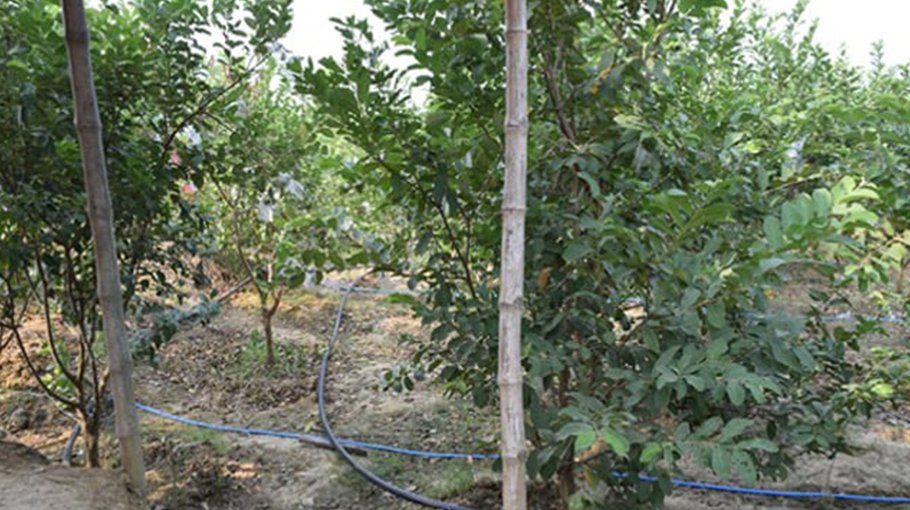 Use of modern irrigation tech benefits Barind farmers