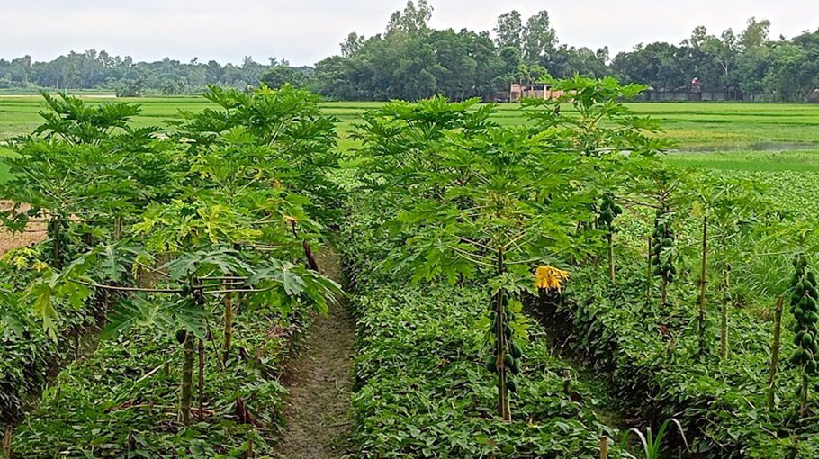 Bogra farmers busy cultivating summer vegetables