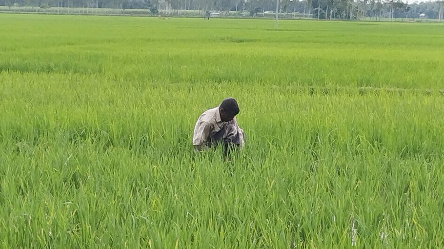 Panchagarh farmers expect bumper yield of Aman