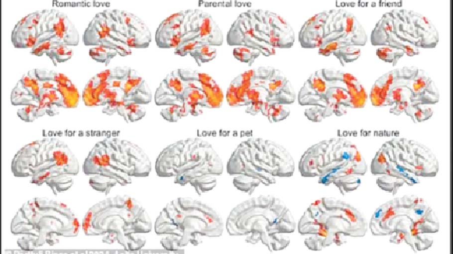 New maps show where different   types of affection light up minds