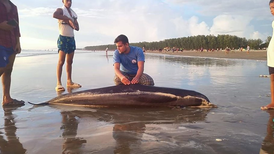 Dead spinner dolphin found on Cox’s Bazar beach 