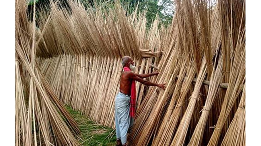 Jute stick demand higher in Jibannagar