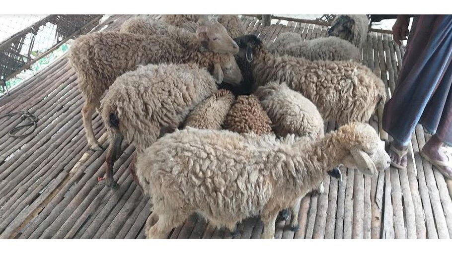Lamb rearing becomes blessing for  marginalized families in Rajshahi