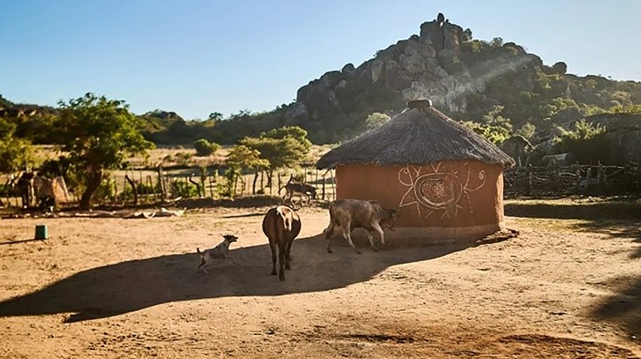 Malawi villagers cook toxic yams to survive drought