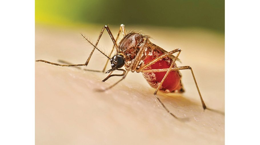 5 dengue patients die, 534 hospitalised  in 24 hours