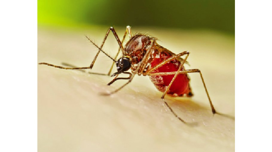 465 dengue patients hospitalised in 24hrs