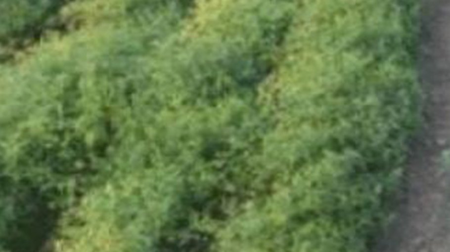 Biofortified zinc lentil variety being promoted in Rajshahi