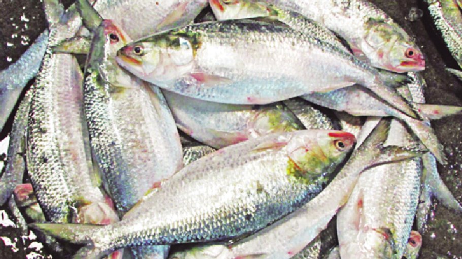 3,000mts hilsa to be exported to India on Durga Puja