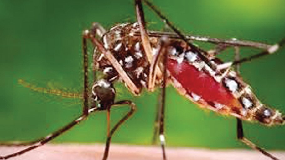 Dengue situation turns alarming, Dhaka sees half of nationwide cases
