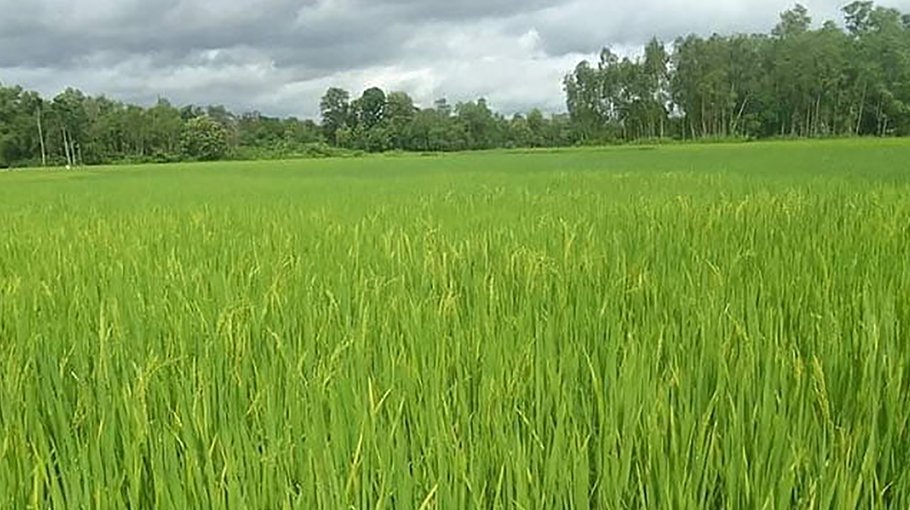 Rice production target fixed at 3,96,407 mts in Gaibandha