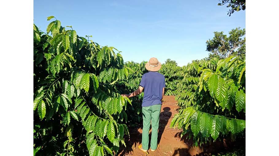 Climate change leaving a bitter taste in world’s coffee supply 