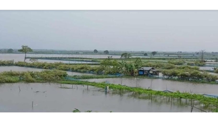 Rain damages fish enclosures, standing crops in Khulna
