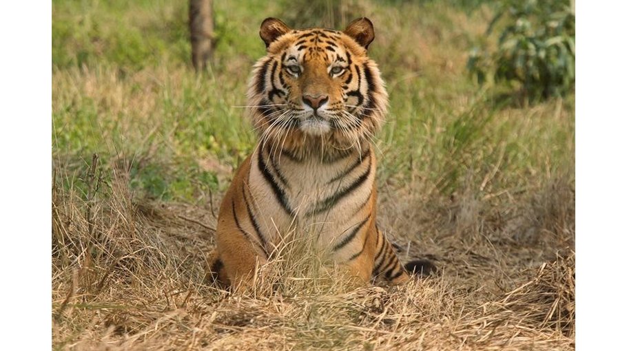 Rising tiger numbers,  deteriorating habitats