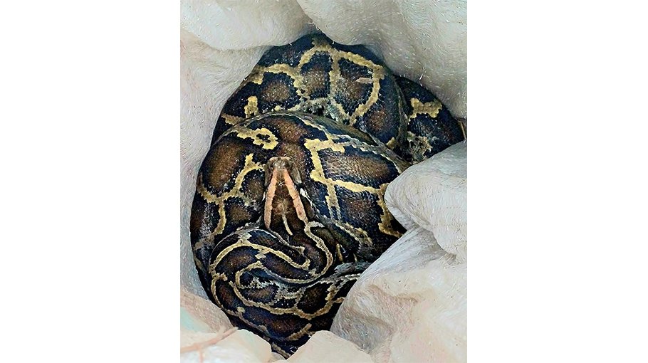 14-feet-long python rescued in Tentulia