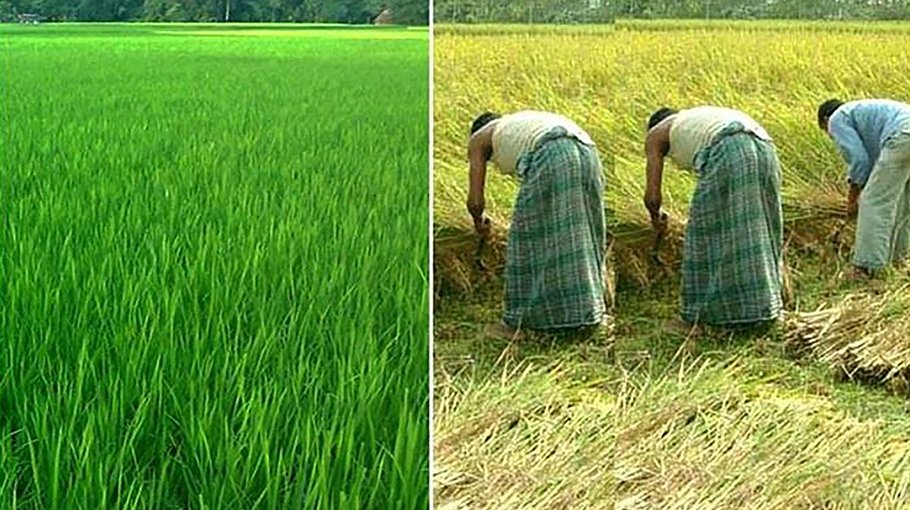 Bumper Aman rice production likely in Rangpur region