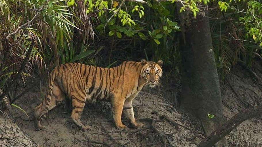 Forest department completes 40km fencing of Sundarbans 