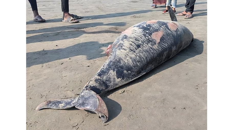 Porpoise carcass washed ashore in Teknaf