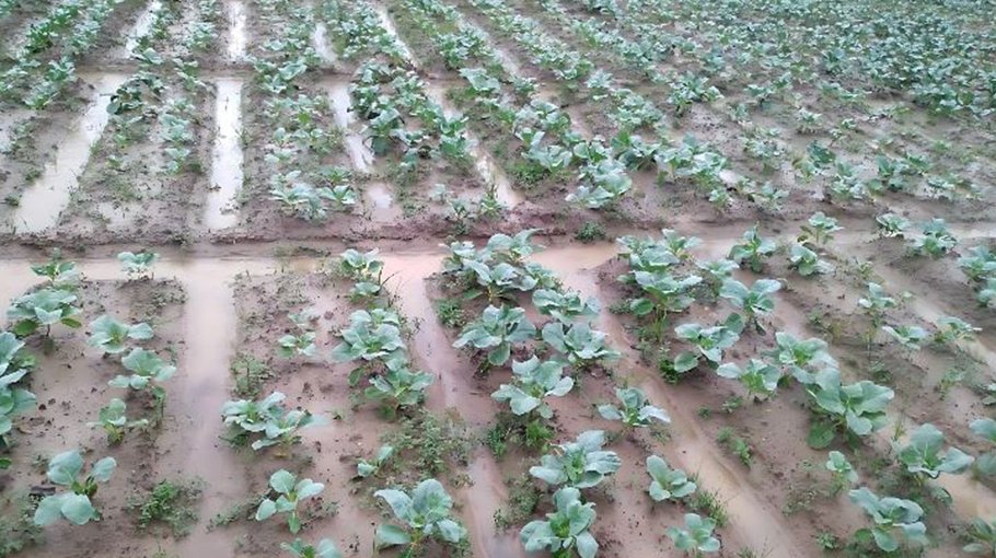 Heavy rain hampers vegetable farming in Ishwardi