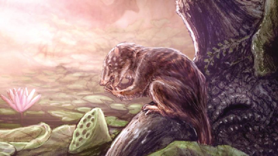 72m-year-old mammal fossil unearthed