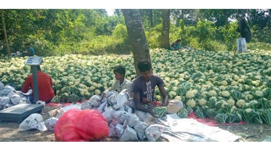 Advanced cauliflower production  delights growers in Rajshahi