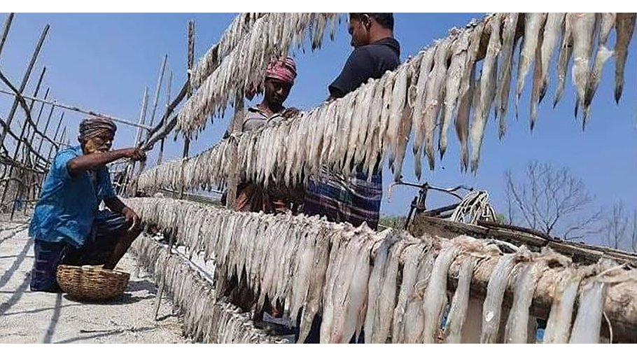 Fish drying begins in Sundarbans